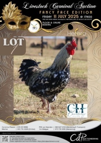 2 X CHICKEN ROOSTER & HEN CH BOERDERY (Per animal to take the lot)