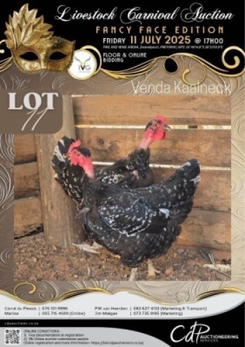 2 X CHICKEN HEN MATHUBA GENETICS (Per animal to take the lot)
