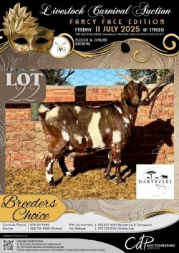 1 X IVG CAPE LOB EAR GRADED DOE HARTSVLEI BOERDERY