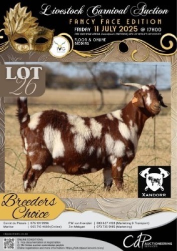 1 X IVG CAPE LOB EAR GRADED PREGNANT DOE XANDORR