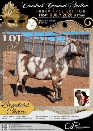 1 X IVG CAPE LOB EAR GRADED PREGNANT DOE KOEDOESKLOOF IVG