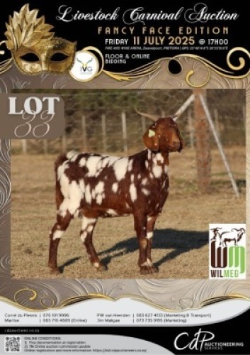 1+1 X IVG CAPE LOB EAR GRADED PREGNANT DOE WILMEG