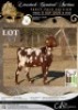 1+1 X IVG CAPE LOB EAR GRADED PREGNANT DOE WILMEG