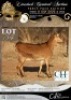 1 X IVG NGUNI / MBUZI GRADED PREGNANT DOE CH BOERDERY
