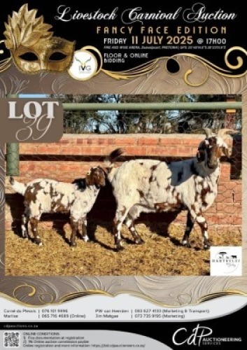 1+1 X IVG CAPE LOB EAR UNGRADED DOE HARTSVLEI BOERDERY