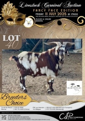 1 X IVG CAPE LOB EAR GRADED BUCK HARTSVLEI BOERDERY