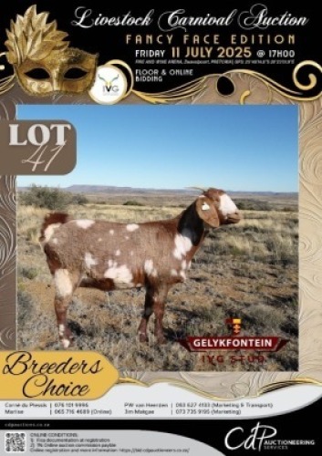 1 X IVG CAPE LOB EAR GRADED PREGNANT DOE GELYKFONTEIN STOET
