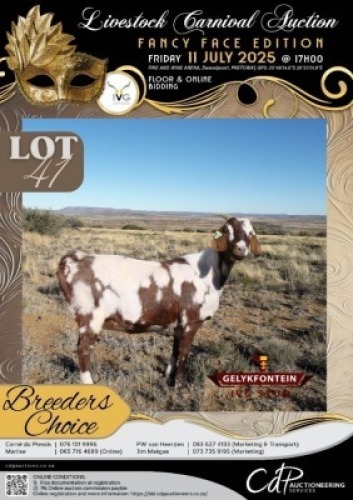 1 X IVG CAPE LOB EAR GRADED PREGNANT DOE GELYKFONTEIN STOET