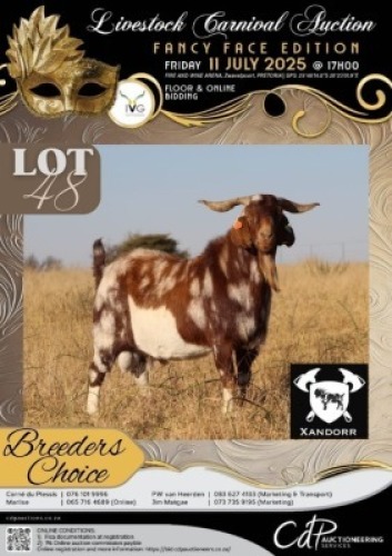 1 X IVG CAPE LOB EAR GRADED BUCK XANDORR