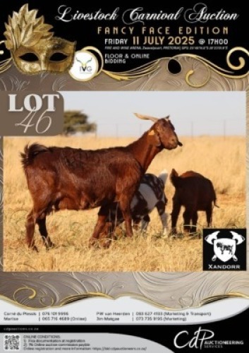 1+2 X IVG CAPE LOB EAR GRADED DOE XANDORR