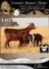 1+2 X IVG CAPE LOB EAR GRADED DOE XANDORR