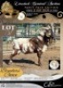 1 X IVG CAPE LOB EAR GRADED BUCK SINE METU FARMING