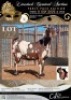 1 X IVG CAPE LOB EAR UNGRADED DOE KOEDOESKLOOF IVG