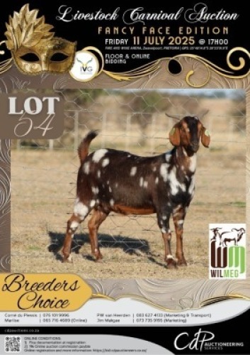 1 X IVG CAPE LOB EAR GRADED PREGNANT DOE WILMEG