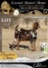 1 X IVG CAPE LOB EAR GRADED PREGNANT DOE WILMEG