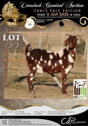 1+2 X IVG CAPE LOB EAR GRADED DOE WILMEG