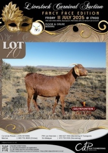 1 X IVG CAPE LOB EAR UNGRADED DOE GELYKFONTEIN STOET