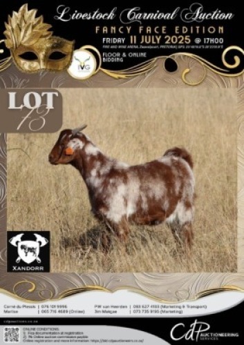 1 X IVG CAPE LOB EAR UNGRADED DOE XANDORR