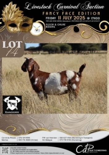 1 X IVG CAPE LOB EAR GRADED PREGNANT DOE XANDORR