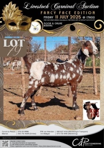 1 X IVG CAPE LOB EAR GRADED PREGNANT DOE KOEDOESKLOOF IVG