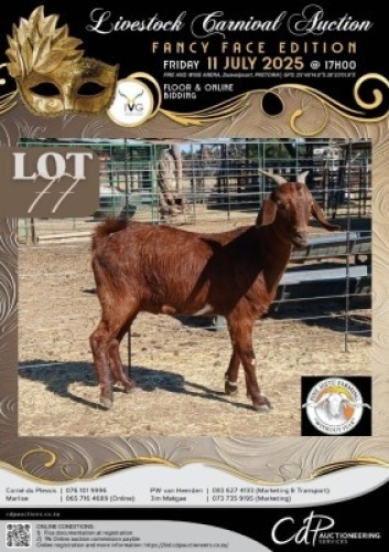 1 X IVG CAPE LOB EAR GRADED PREGNANT DOE SINE METU FARMING