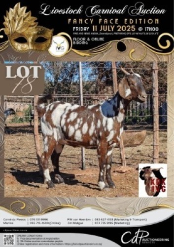 1 X IVG CAPE LOB EAR GRADED PREGNANT DOE KOEDOESKLOOF IVG