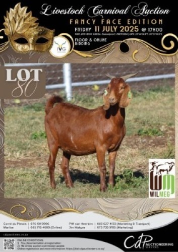 1+1 X IVG CAPE LOB EAR GRADED DOE WILMEG