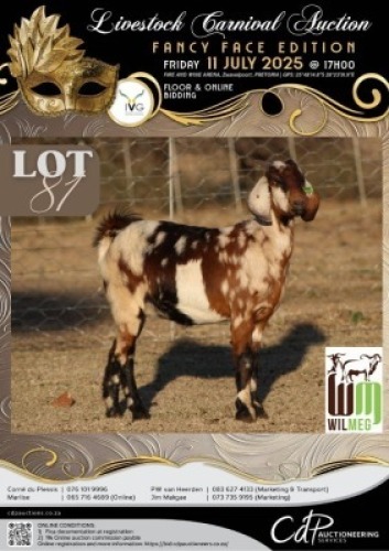 1 X IVG CAPE LOB EAR GRADED PREGNANT DOE WILMEG