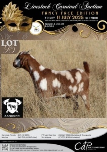 1 X IVG CAPE LOB EAR GRADED DOE XANDORR