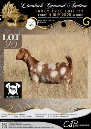 1 X IVG CAPE LOB EAR GRADED DOE XANDORR