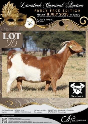 1 X IVG CAPE LOB EAR GRADED PREGNANT DOE XANDORR