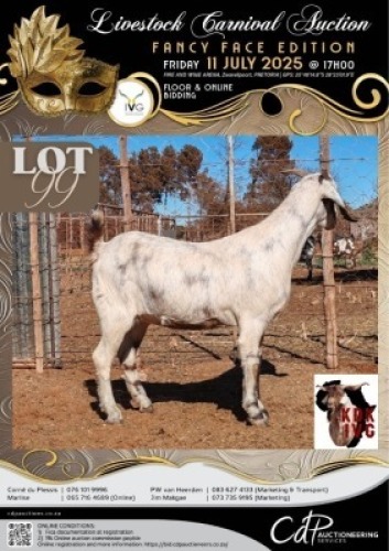 1 X IVG CAPE LOB EAR GRADED PREGNANT DOE KOEDOESKLOOF IVG