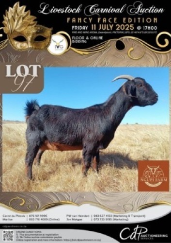 1+1 X IVG CAPE LOB EAR GRADED DOE NGUPI FARM