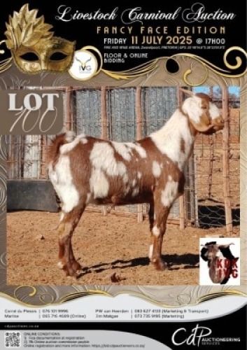 1 X IVG CAPE LOB EAR GRADED PREGNANT DOE KOEDOESKLOOF IVG