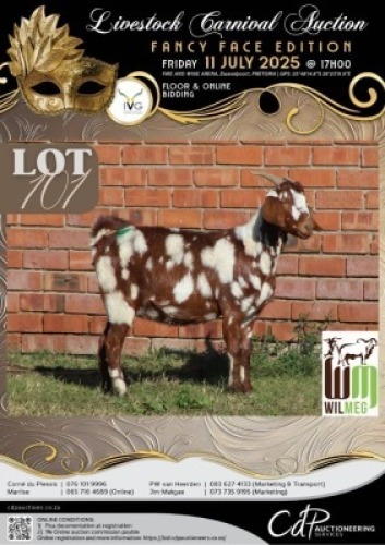 1+1 X IVG CAPE LOB EAR GRADED DOE WILMEG