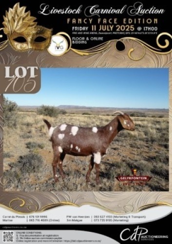 1 X IVG CAPE LOB EAR GRADED PREGNANT DOE GELYKFONTEIN STOET