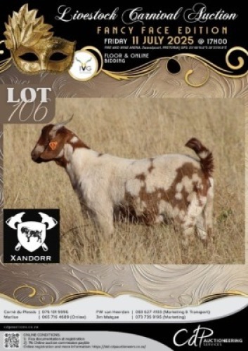 1 X IVG CAPE LOB EAR GRADED DOE XANDORR