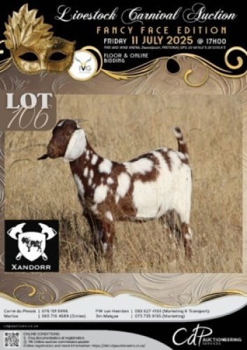 1 X IVG CAPE LOB EAR GRADED DOE XANDORR