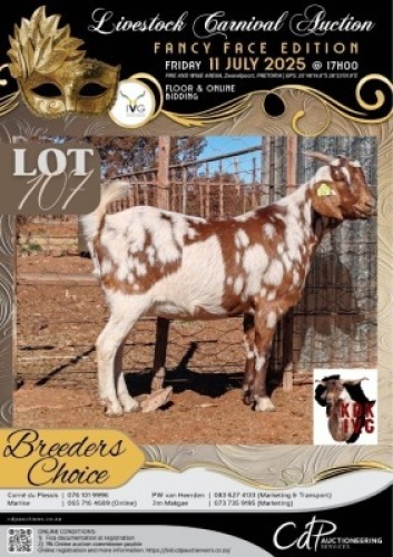 1 X IVG CAPE LOB EAR GRADED PREGNANT DOE KOEDOESKLOOF IVG