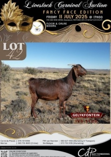 1 X IVG CAPE LOB EAR GRADED PREGNANT DOE GELYKFONTEIN STOET