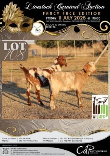 1 X IVG CAPE LOB EAR UNGRADED DOE WILMEG