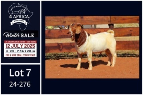 1 X BOER GOAT STUD BUCK Milamiek