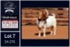 1 X BOER GOAT STUD BUCK Milamiek - 2