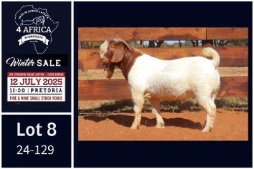 1 X BOER GOAT STUD BUCK Milamiek