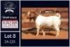 1 X BOER GOAT STUD BUCK Milamiek