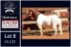 1 X BOER GOAT STUD BUCK Milamiek - 2