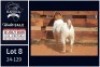 1 X BOER GOAT STUD BUCK Milamiek - 3
