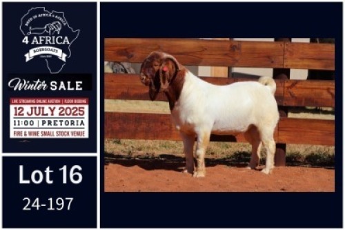 1 X BOER GOAT FLOCK BUCK Milamiek