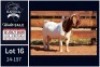 1 X BOER GOAT FLOCK BUCK Milamiek - 2
