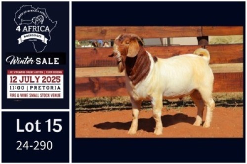 1 X BOER GOAT STUD BUCK Milamiek